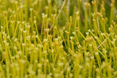 Scleranthus biflorus