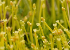 Scleranthus biflorus