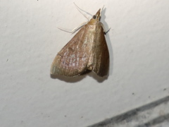 Lamprophaia albifimbrialis