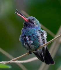 Cynanthus latirostris