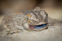 Strophurus intermedius