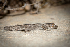 Strophurus intermedius