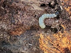 Scolecocampa
