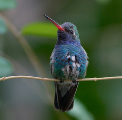 Cynanthus latirostris