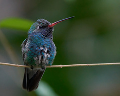 Cynanthus latirostris