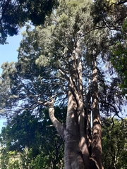 Dacrycarpus dacrydioides