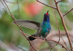 Cynanthus latirostris