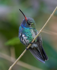 Cynanthus latirostris