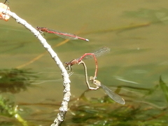 Oxyagrion rubidum