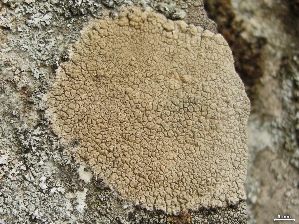 Copper Sunken Disk Lichen