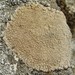 Copper Sunken Disk Lichen - Photo (c) 
Jason Hollinger (jason), some rights reserved (CC BY-SA)