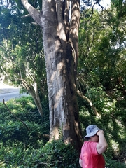 Dacrycarpus dacrydioides