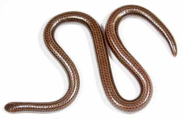 Barbados Threadsnake