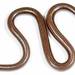 Barbados Threadsnake - Photo (c) Smithsonian Institution, National Museum of Natural History, Department of Vertebrate Zoology, Division of Amphibians & Reptiles, some rights reserved (CC BY-NC-SA)