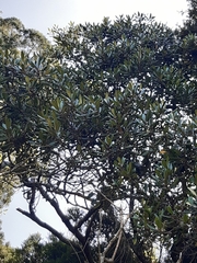 Elaeocarpus dentatus
