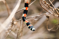 Scolecophis atrocinctus