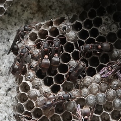 Ropalidia plebeiana