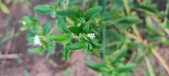 Stevia rebaudiana
