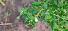 Stevia rebaudiana