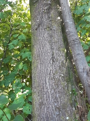 Elaeocarpus dentatus