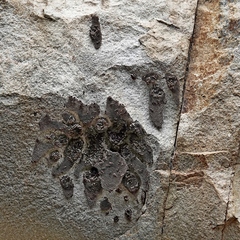 Ropalidia plebeiana