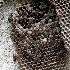 Ropalidia plebeiana