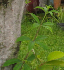 Magnoliopsida