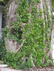 Magnoliopsida