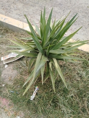 Yucca