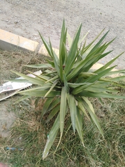 Yucca