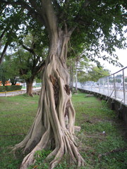 Ficus