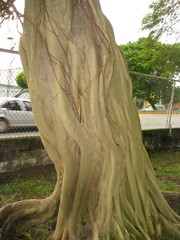 Ficus