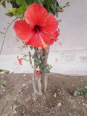 Hibiscus rosa-sinensis