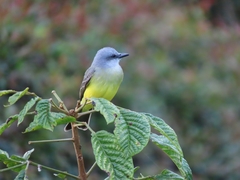 Tyrannus melancholicus