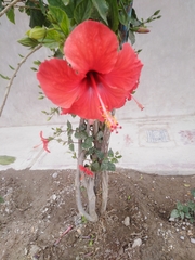 Hibiscus rosa-sinensis