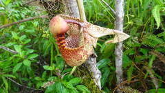 Coryanthes macrantha