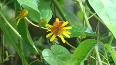 Parvospila lucianus