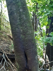 Beilschmiedia tawa
