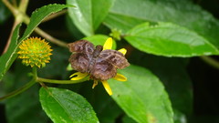 Helias phalaenoides