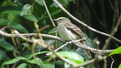 Cnemotriccus fuscatus