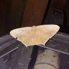 Prochoerodes tetragonata