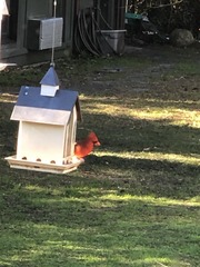 Cardinalis cardinalis