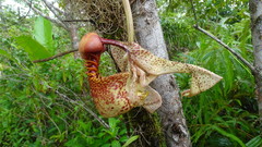 Coryanthes macrantha