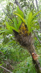 Coryanthes macrantha