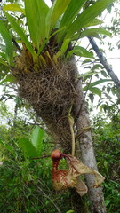 Coryanthes macrantha
