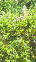 Iguana iguana