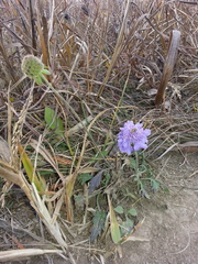 Scabiosa lachnophylla
