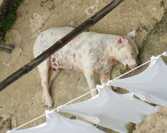 Canis familiaris