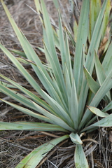Yucca pallida
