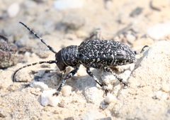 Penthea vermicularia